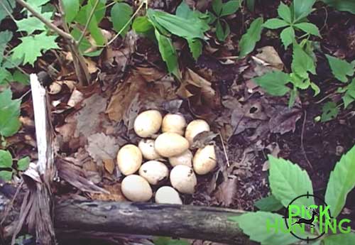 ¿Dónde duermen los pavos por la noche