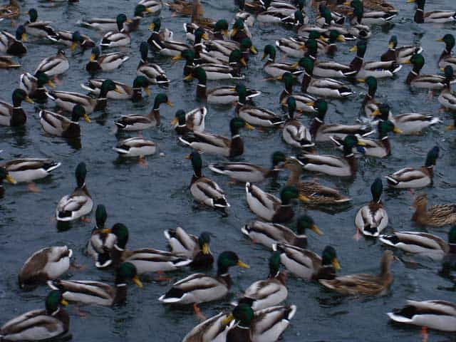 group of ducks names