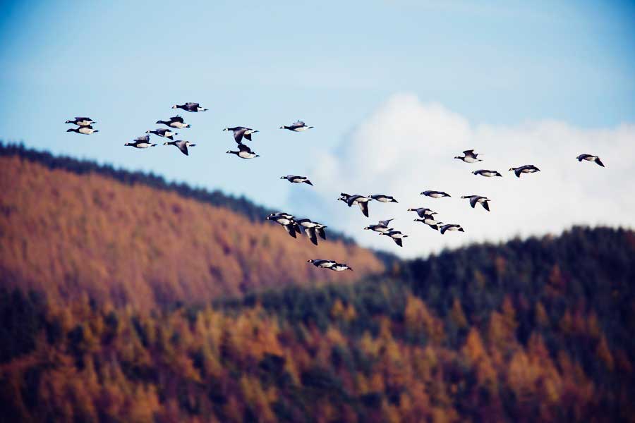 group of ducks