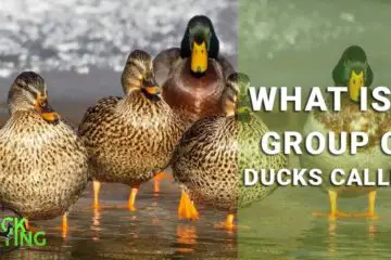 what is a group of ducks called