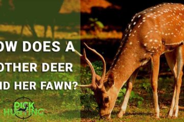How Does a Mother Deer Find Her Fawn