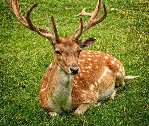 how long do fawns stay with their mother