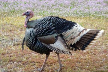 how many feathers does a mature turkey have