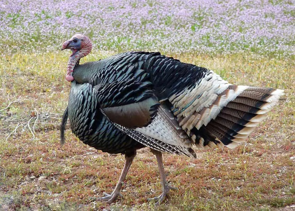How Many Feathers Does A Mature Turkey Have? [Turkeys ...