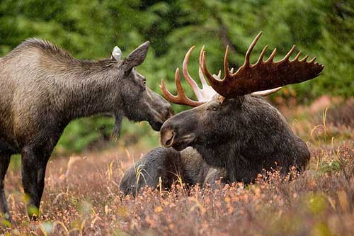 how fast can a moose run in snow