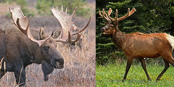 difference between moose and elk