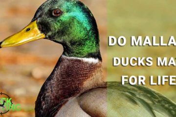 do mallards ducks mate for life