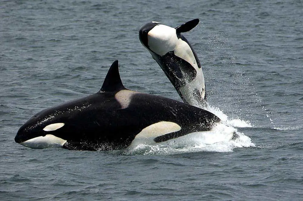 Do Orcas Eat Moose? [Secret Info You Should Know]