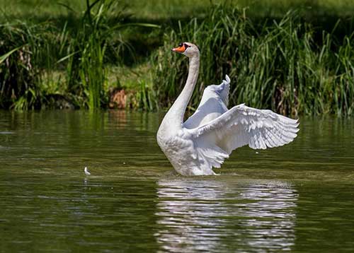 do-swans-have-a-mate-for-life