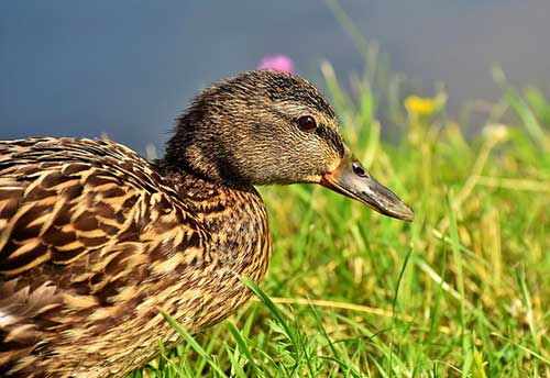 duck mates