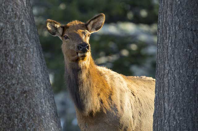 female elk