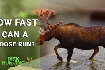 how fast can a moose run