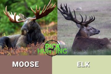 moose vs elk