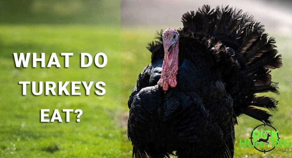 What Do Turkeys Eat Helpful Diet Nutrition Guide 