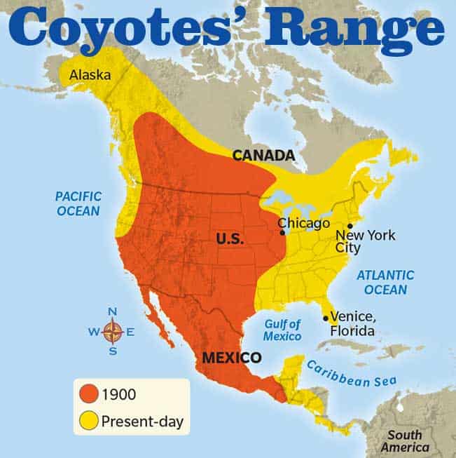 Where Do Coyotes Live Habitat Names Maps Around World   Where Do Coyotes Live In World Map 