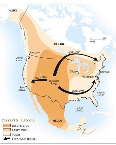 Where do coyotes live in the US