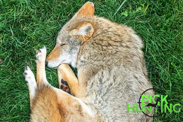 Where Do Coyotes Sleep? [Everything About Bedding Areas]