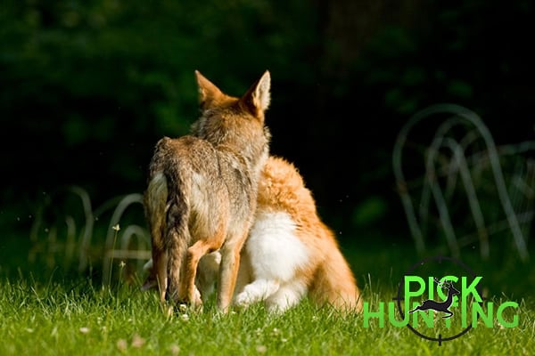 What Do Coyotes Eat? [Diet Menu, Prey List]