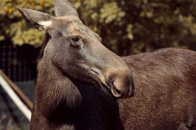 female moose name