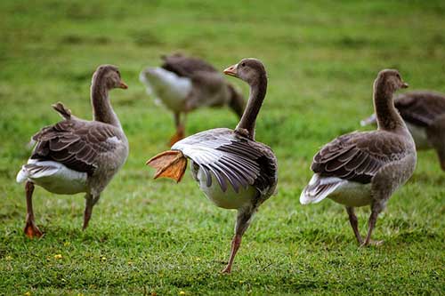 geese mating