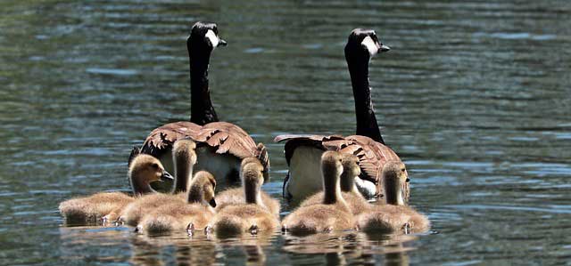 group of geese name
