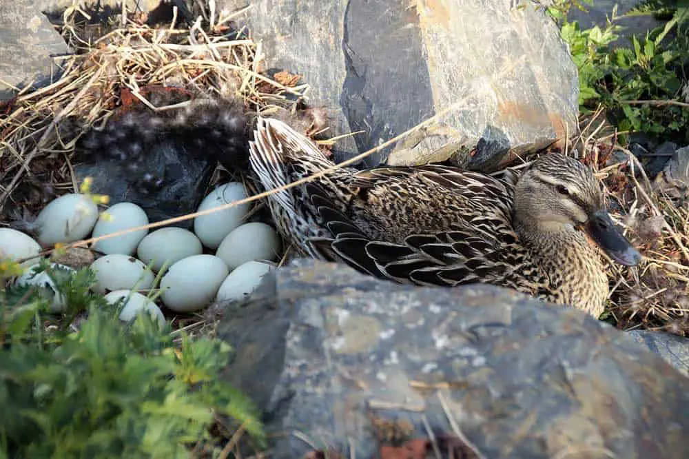 How Often Do Ducks Lay Eggs? [Secret Don't Know Before]