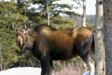 what is a female moose called