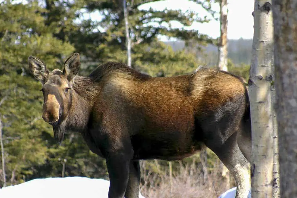 What Is A Female Moose Called Secret Female Moose Name 