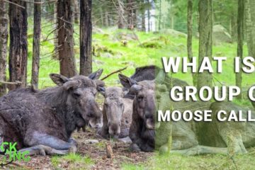 what is a group of moose called