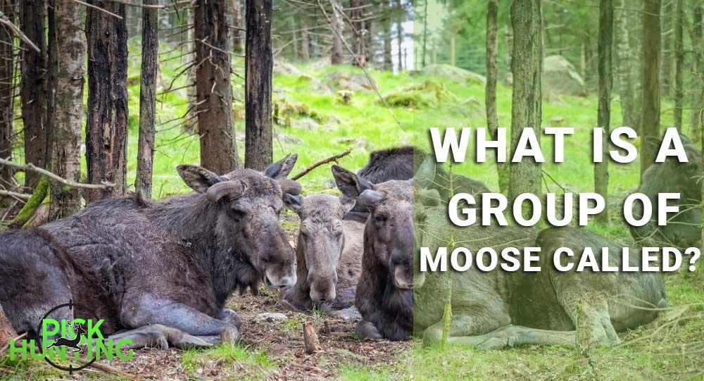 what is a group of moose called