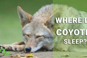 where do coyotes sleep