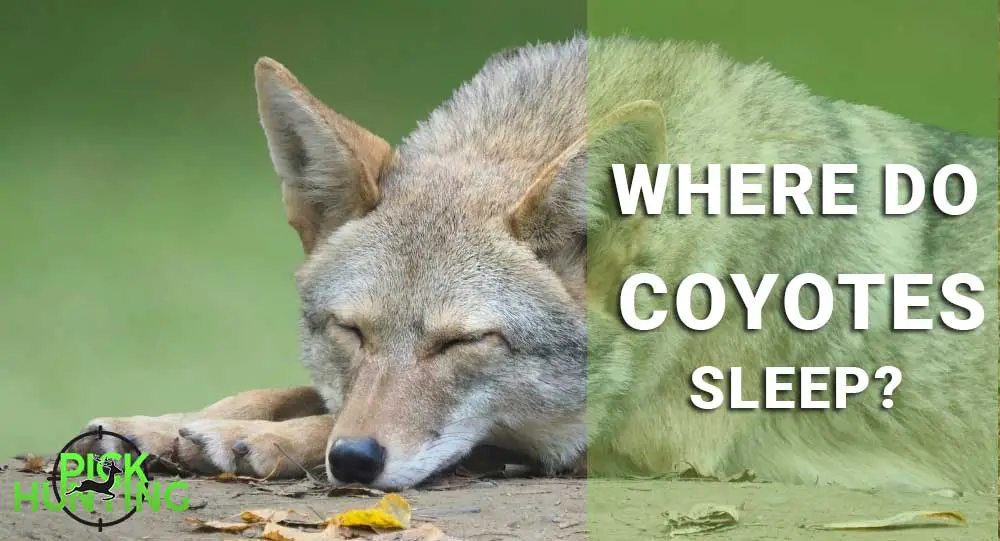 Where Do Coyotes Sleep? [Everything About Bedding Areas]