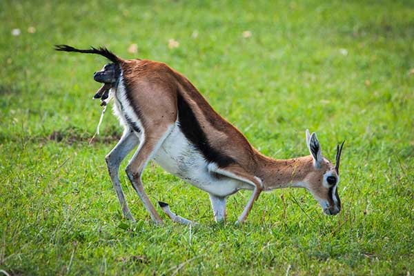 Where Do Deer Go to Give Birth? [Things You Should Know]