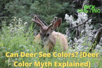 can deer see color
