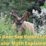 can deer see color