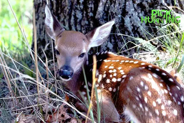 How To Care For A Newborn Fawn? (A Step-by-Step Guide)