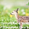 how to care for a newborn fawn