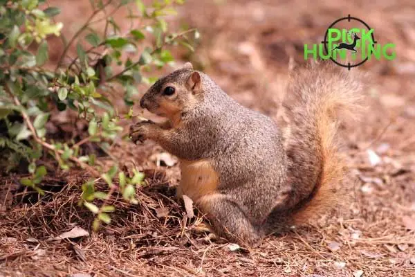 gestation period for squirrels