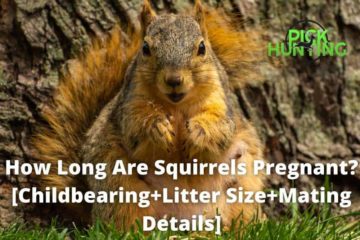 how long are squirrels pregnant