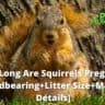 how long are squirrels pregnant