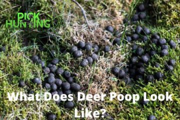what does deer poop look like