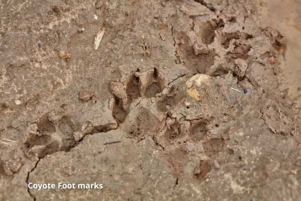 coyote foot marks