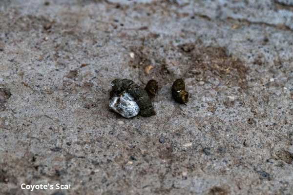 coyote scat